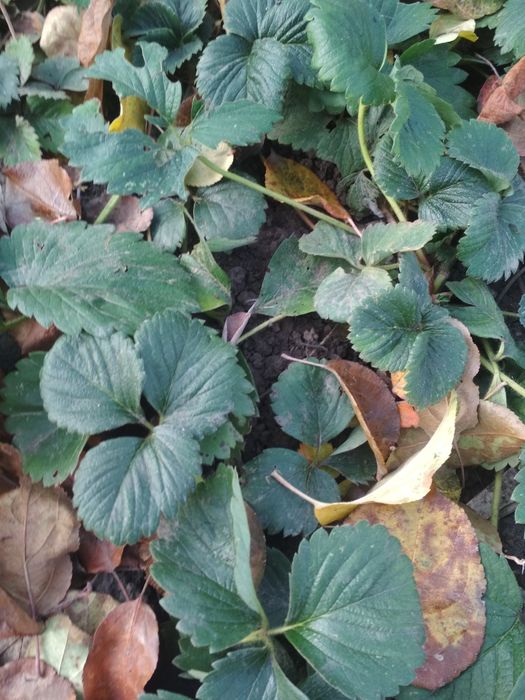 Продаю клубніку чотирьох сортів