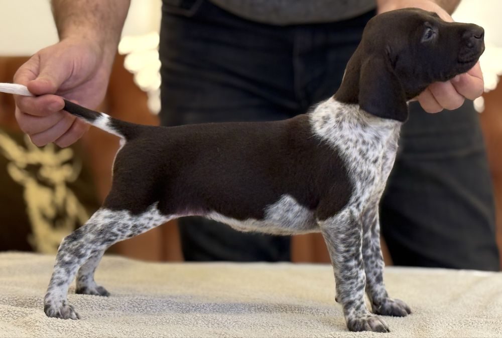 Wyżeł Niemiecki Krótkowłosy