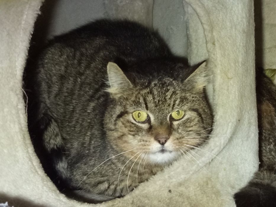 Rysio poleca się do adopcji