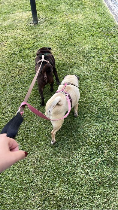 Doa-se casal de pug