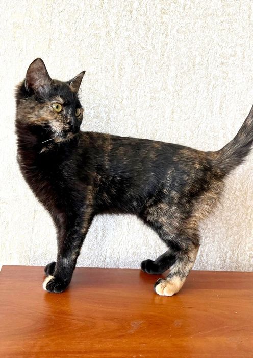 Отдам_ кошки_ котята_ яшма