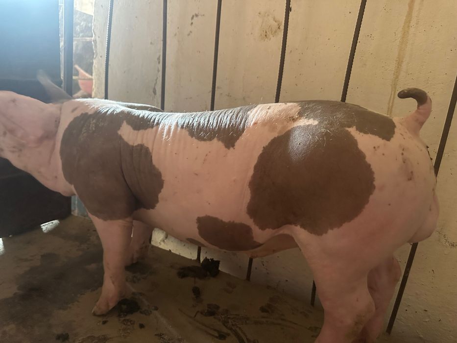 Продам кнур петрен