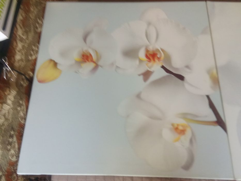 Conjunto quadros Tulipas