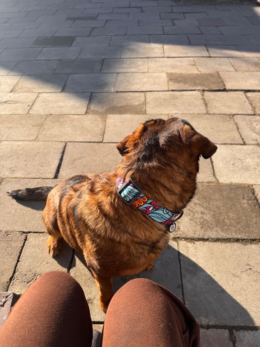 Шукаємо хорошу родину для цієї красуні