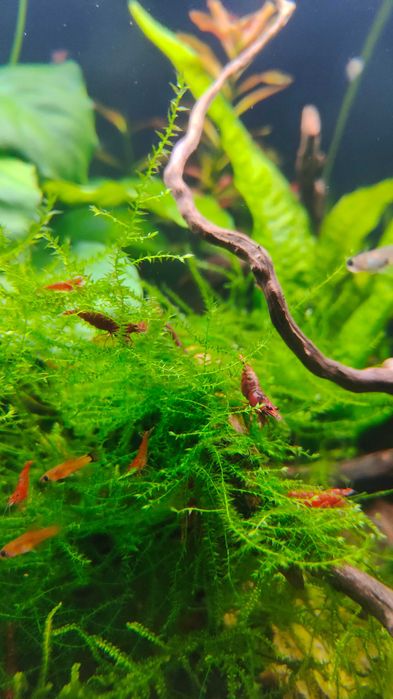 Camarões red cherry