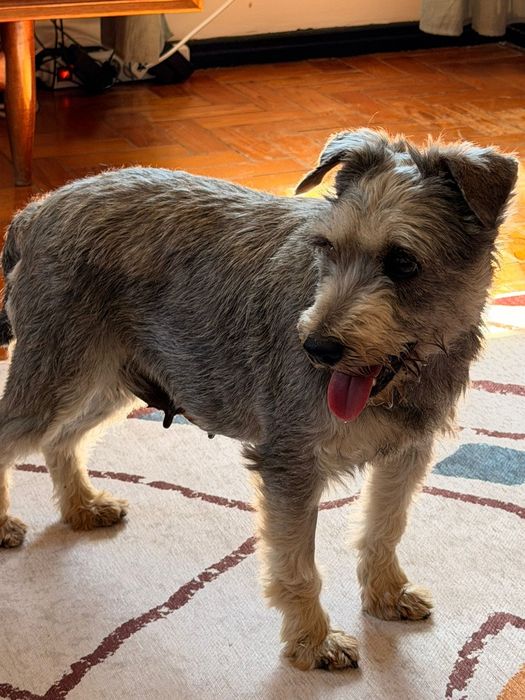 Flora, Schnauzer para adopção