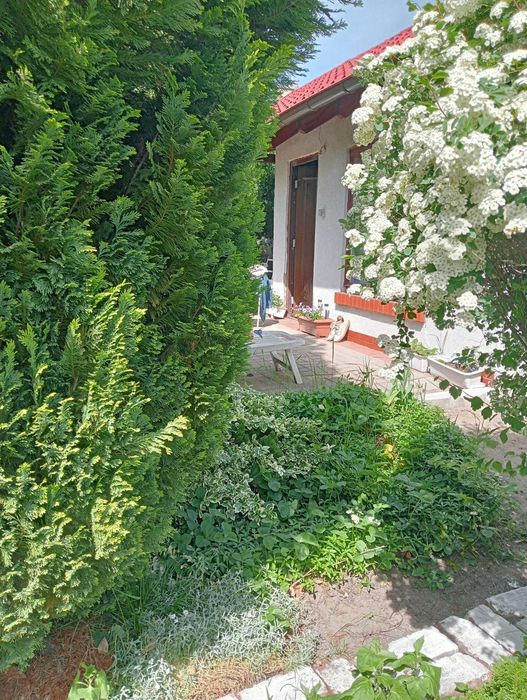 Odstapie prawo do dzialki rod