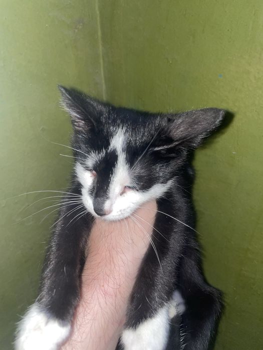 Отдам котенка в добрые руки