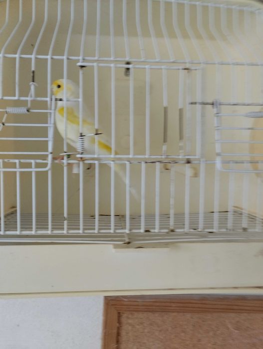 Canário Amarelo (mosaico)