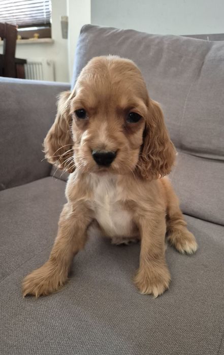 Cocker spaniel piesek Max