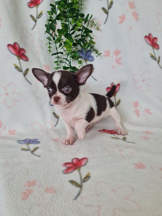 Excelente menino Chihuahua/Chiuaua Cabeça de Maça,Qualidad