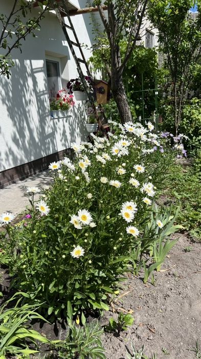 Ромашка сортова, велика.