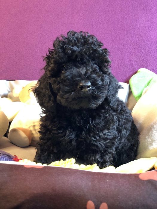 Той пудель.Щенки по разным ценам