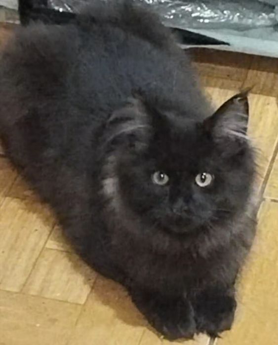 продам девочку мейн-кун черный дым