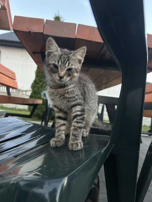 Koty do adopcji