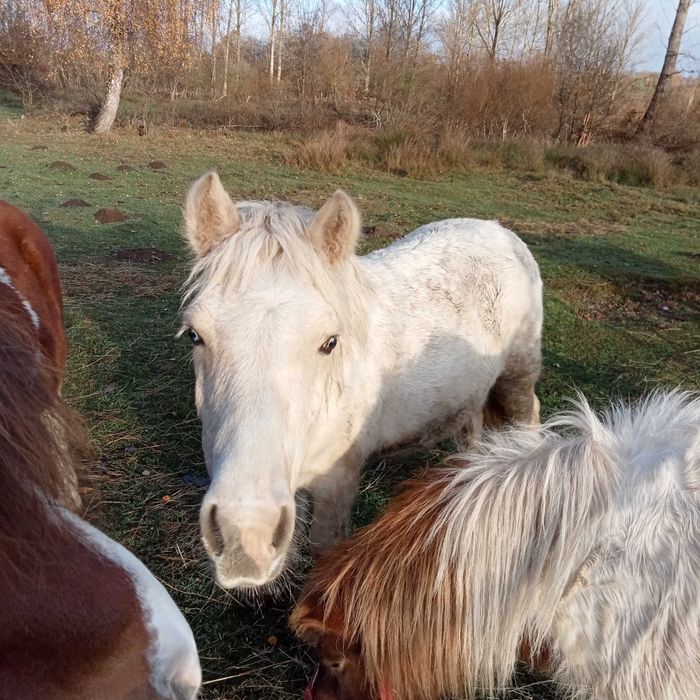 Kucyk kucyki ogierek .