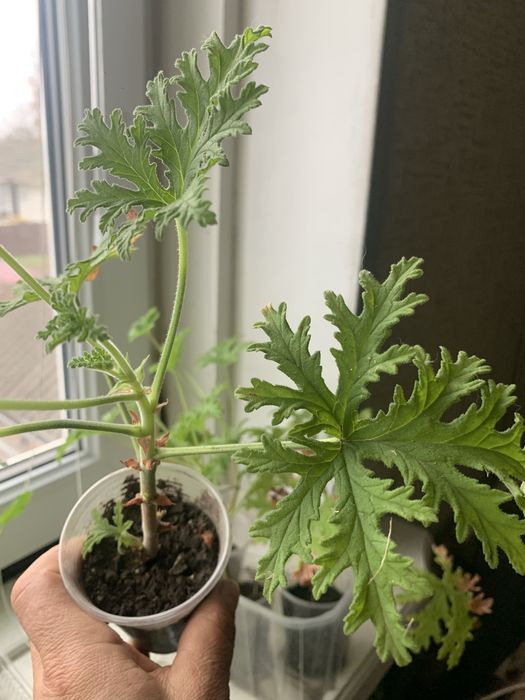 Душистая пеларгония с запахом лимона