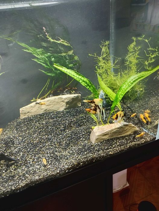 Escalares lindos juvenis  (Pterophyllum scalare) 4 unidades