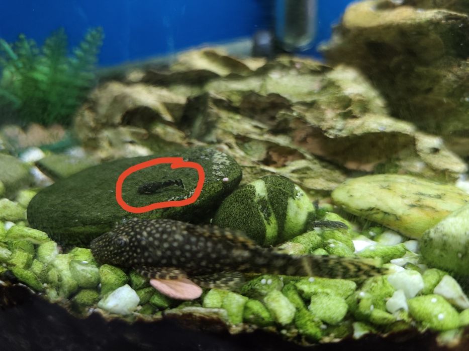 Glonojad, 1-1,5cm, młody