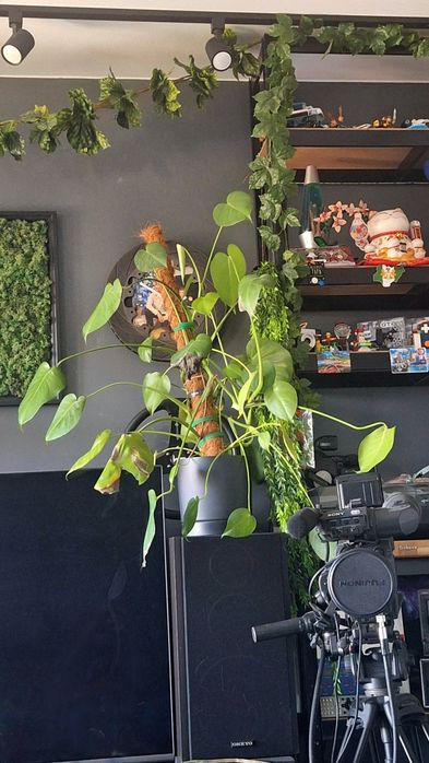 Monstera za doniczki / osłonki lub kwietnik