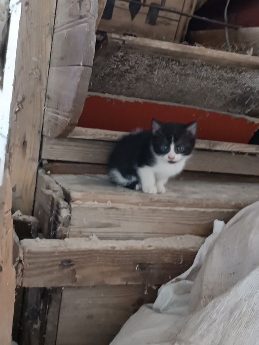 Oddam za darmo kotkę