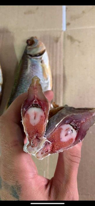 Тарань плотва з ікрою, можливий ОПТ