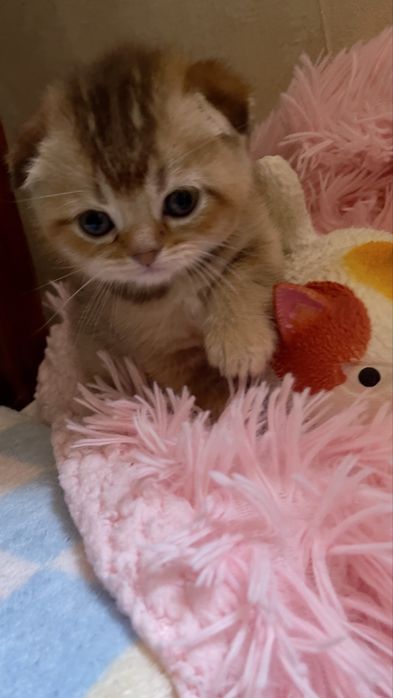 Продам!Котят британской шиншилы