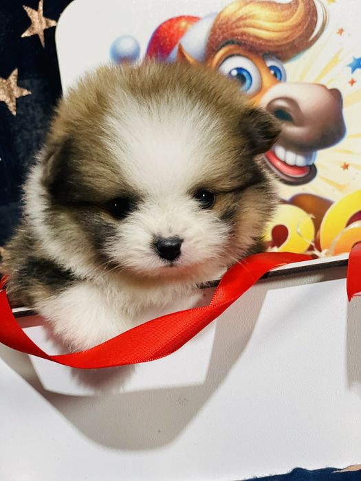 Міні хлопчик мішка