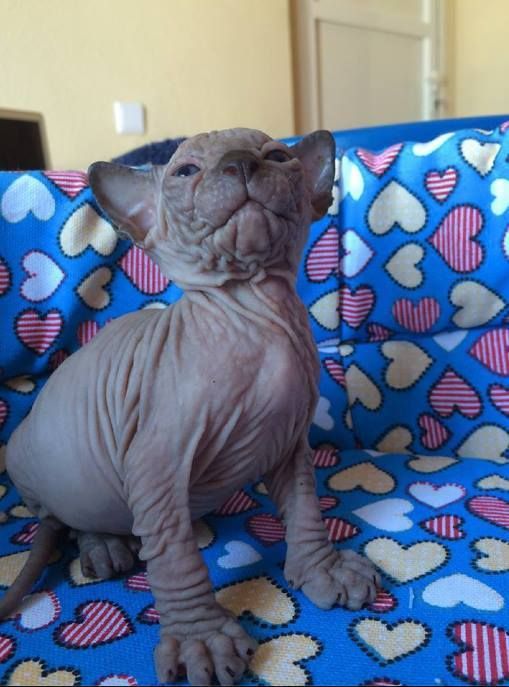 Lipiec ℹ️ Kochany 9x Miziasty maluszek Sphynx Sfinks Wwa / Sosnowiec