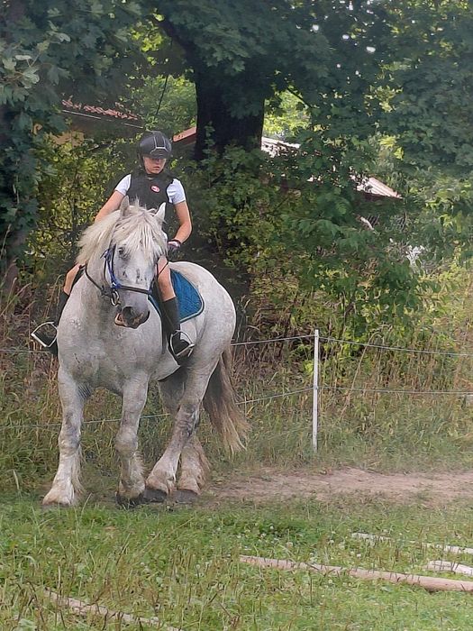 Sprzedam wałacha zimnokrwistego
