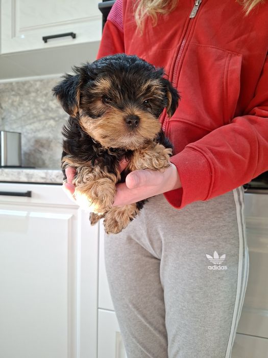 Yorkshire Terrier