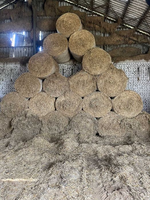 Słoma w balach 150 cm stodołowana