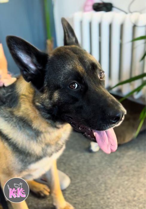 Максимально ефективна Експрес-линька для великих собак | Київ,Лівобере