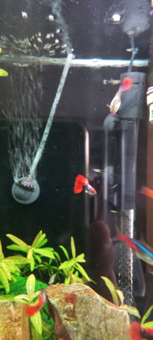 Guppy  Dumbo Red