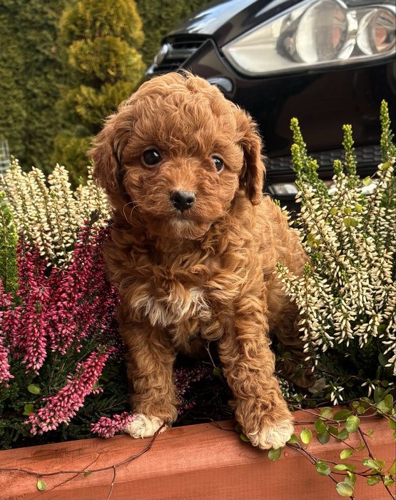 Maltipoo F1B,  Pudel Toy