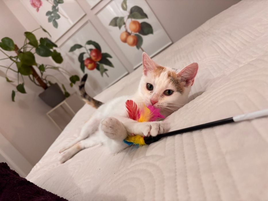 RÓŻA i LILIA - siostry do adopcji w dwupaku