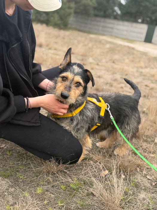 Piksel malutki terierek do adopcji