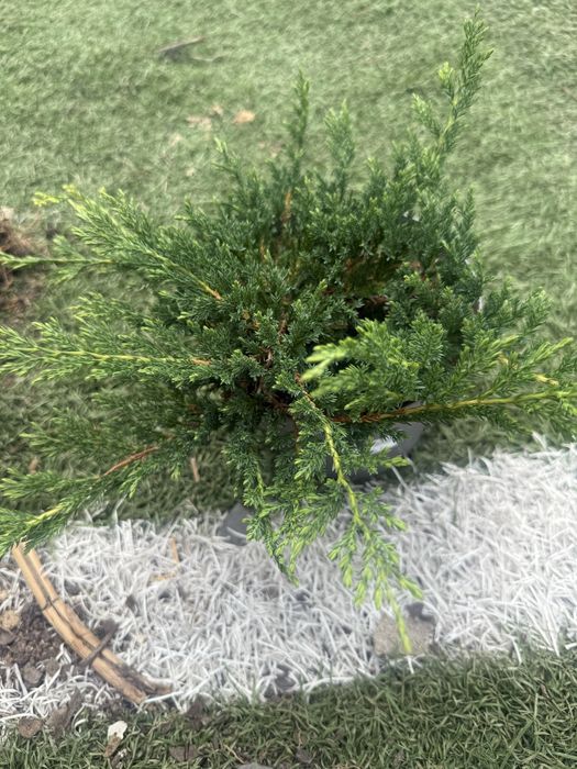 Planatas teopicais