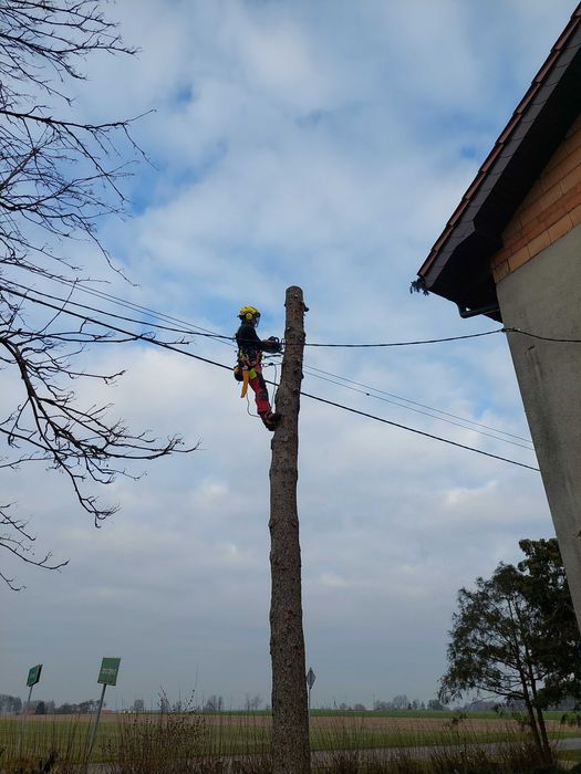 Wycinka, pielęgnacji drzew i żywopłotów