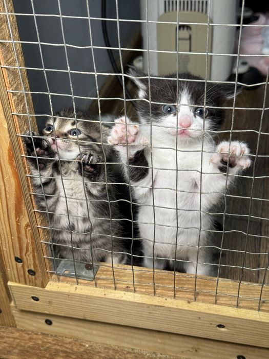 Малыши в добрые руки