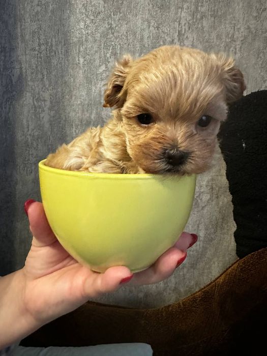 Маленький хлопчик мальтіпу тікап