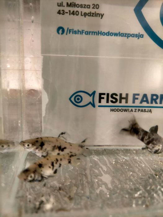 Molinezja "dalmatyńczyk"