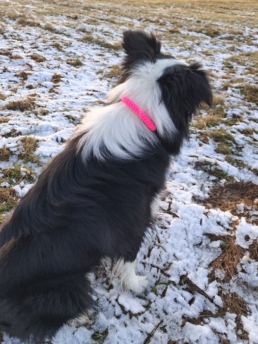 Zaplątana adresówka z paracordu dla psa