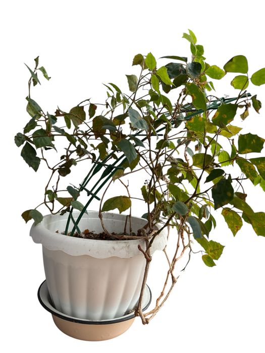 Роициссус комнатное растение