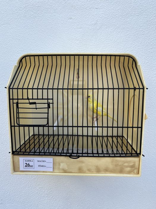 Canários lipocromo amarelo Intenso e Nevados