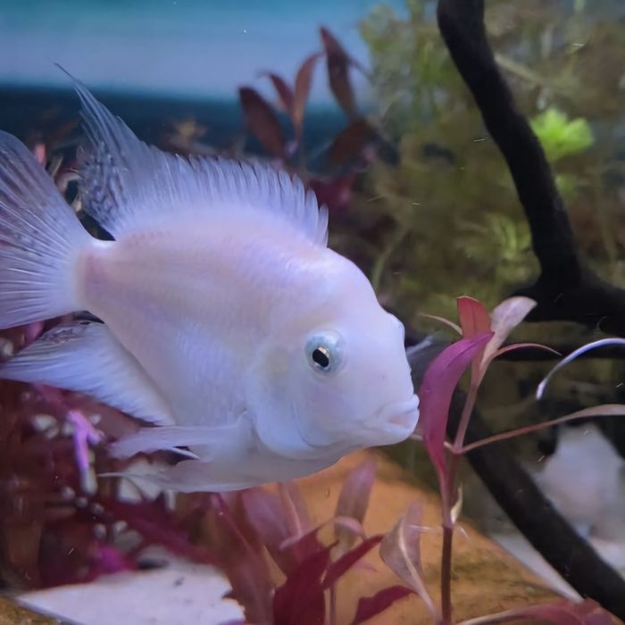 Venda/troca Papagaio Anão Albino (juvenins)