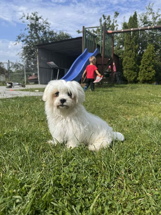 Sunia rasy maltanczyk