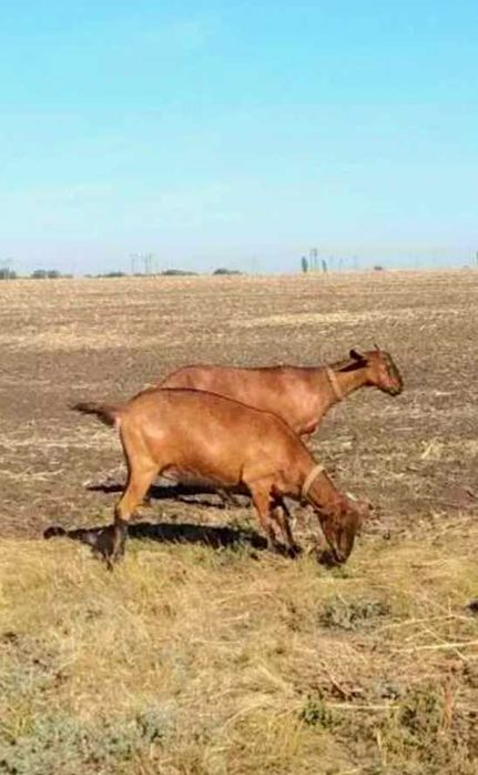 Кізочка альпійка