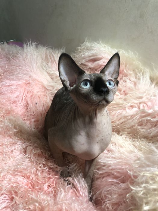 Канадский сфинкс