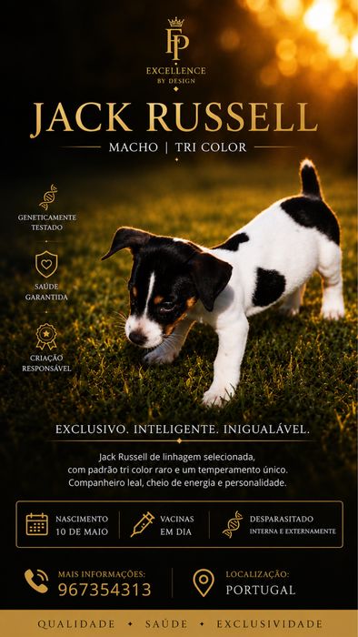 Jack russell terrier